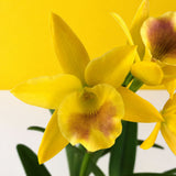 Mini Yellow Cattleya Orchids - Orchids - Luxe Florist - - Eat Cake Today - Birthday Cake Delivery - KL/PJ/Malaysia