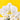 Pearl White Phalaenopsis Orchids - Orchids - Luxe Florist - - Eat Cake Today - Birthday Cake Delivery - KL/PJ/Malaysia