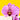 Pink Stripe Phalaenopsis Orchids - Orchids - Luxe Florist - - Eat Cake Today - Birthday Cake Delivery - KL/PJ/Malaysia