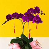 Purple Fuchsia Phalaenopsis Orchids - Orchids - Luxe Florist - - Eat Cake Today - Birthday Cake Delivery - KL/PJ/Malaysia
