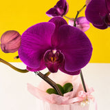 Purple Fuchsia Phalaenopsis Orchids - Orchids - Luxe Florist - - Eat Cake Today - Birthday Cake Delivery - KL/PJ/Malaysia