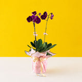 Purple Fuchsia Phalaenopsis Orchids - Orchids - Luxe Florist - - Eat Cake Today - Birthday Cake Delivery - KL/PJ/Malaysia