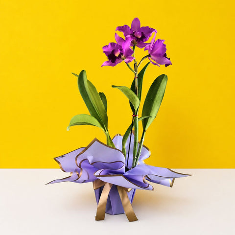 Purple Pink Cattleya Orchids - Orchids - Luxe Florist - - Eat Cake Today - Birthday Cake Delivery - KL/PJ/Malaysia