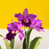 Purple Pink Cattleya Orchids - Orchids - Luxe Florist - - Eat Cake Today - Birthday Cake Delivery - KL/PJ/Malaysia