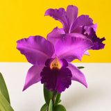Purple Pink Cattleya Orchids - Orchids - Luxe Florist - - Eat Cake Today - Birthday Cake Delivery - KL/PJ/Malaysia