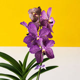 Purple Spotted Mokara Orchids - Orchids - Luxe Florist - - Eat Cake Today - Birthday Cake Delivery - KL/PJ/Malaysia