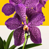 Purple Spotted Mokara Orchids - Orchids - Luxe Florist - - Eat Cake Today - Birthday Cake Delivery - KL/PJ/Malaysia