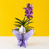 Purple Spotted Mokara Orchids - Orchids - Luxe Florist - - Eat Cake Today - Birthday Cake Delivery - KL/PJ/Malaysia