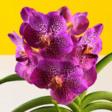 Purple Spotted Vanda Orchids - Orchids - Luxe Florist - - Eat Cake Today - Birthday Cake Delivery - KL/PJ/Malaysia