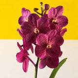 Purple Spotted Vanda Orchids - Orchids - Luxe Florist - - Eat Cake Today - Birthday Cake Delivery - KL/PJ/Malaysia