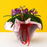 Purple Spotted Vanda Orchids - Orchids - Luxe Florist - - Eat Cake Today - Birthday Cake Delivery - KL/PJ/Malaysia
