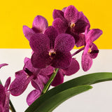 Purple Spotted Vanda Orchids - Orchids - Luxe Florist - - Eat Cake Today - Birthday Cake Delivery - KL/PJ/Malaysia