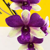 Purple with Yellow Green Dendrobium Orchids - Orchids - Luxe Florist - - Eat Cake Today - Birthday Cake Delivery - KL/PJ/Malaysia