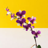 Purple with Yellow Green Dendrobium Orchids - Orchids - Luxe Florist - - Eat Cake Today - Birthday Cake Delivery - KL/PJ/Malaysia