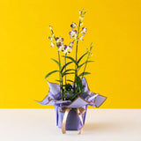 Purple & Yellow Bicolor Dendrobium Orchids - Orchids - Luxe Florist - - Eat Cake Today - Birthday Cake Delivery - KL/PJ/Malaysia