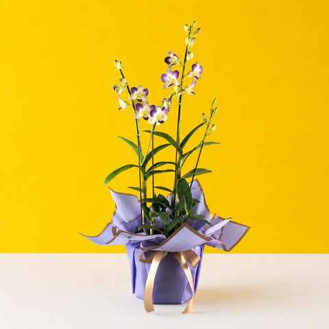 Purple & Yellow Bicolor Dendrobium Orchids - Orchids - Luxe Florist - - Eat Cake Today - Birthday Cake Delivery - KL/PJ/Malaysia