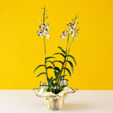 Purple & Yellow Bicolor Dendrobium Orchids - Orchids - Luxe Florist - - Eat Cake Today - Birthday Cake Delivery - KL/PJ/Malaysia
