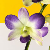 Purple & Yellow Bicolor Dendrobium Orchids - Orchids - Luxe Florist - - Eat Cake Today - Birthday Cake Delivery - KL/PJ/Malaysia