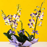 Purple & Yellow Bicolor Dendrobium Orchids - Orchids - Luxe Florist - - Eat Cake Today - Birthday Cake Delivery - KL/PJ/Malaysia
