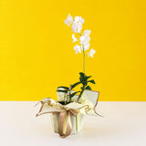 White Dendrobium Orchids - Orchids - Luxe Florist - - Eat Cake Today - Birthday Cake Delivery - KL/PJ/Malaysia