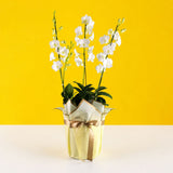 White Dendrobium Orchids - Orchids - Luxe Florist - - Eat Cake Today - Birthday Cake Delivery - KL/PJ/Malaysia