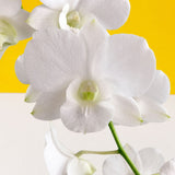 White Dendrobium Orchids - Orchids - Luxe Florist - - Eat Cake Today - Birthday Cake Delivery - KL/PJ/Malaysia