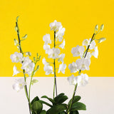 White Dendrobium Orchids - Orchids - Luxe Florist - - Eat Cake Today - Birthday Cake Delivery - KL/PJ/Malaysia