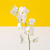White Dendrobium Orchids - Orchids - Luxe Florist - - Eat Cake Today - Birthday Cake Delivery - KL/PJ/Malaysia