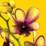 Yellow Maroon Bicolor Dendrobium Orchids - Orchids - Luxe Florist - - Eat Cake Today - Birthday Cake Delivery - KL/PJ/Malaysia