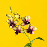 Yellow Maroon Bicolor Dendrobium Orchids - Orchids - Luxe Florist - - Eat Cake Today - Birthday Cake Delivery - KL/PJ/Malaysia