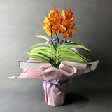 Ascocenda Orange Orchids - Orchids - Luxe Florist - - Eat Cake Today - Birthday Cake Delivery - KL/PJ/Malaysia