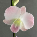 Blush Dendrobium Orchids - Orchids - Luxe Florist - - Eat Cake Today - Birthday Cake Delivery - KL/PJ/Malaysia