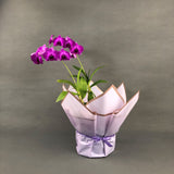 Bright Fuji Purple Dendrobium Orchids - Orchids - Luxe Florist - - Eat Cake Today - Birthday Cake Delivery - KL/PJ/Malaysia