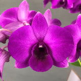 Bright Fuji Purple Dendrobium Orchids - Orchids - Luxe Florist - - Eat Cake Today - Birthday Cake Delivery - KL/PJ/Malaysia