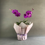 Bright Fuji Purple Stripe Dendrobium Orchids - Orchids - Luxe Florist - - Eat Cake Today - Birthday Cake Delivery - KL/PJ/Malaysia