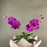 Bright Fuji Purple Stripe Dendrobium Orchids - Orchids - Luxe Florist - - Eat Cake Today - Birthday Cake Delivery - KL/PJ/Malaysia