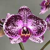 Burgundy Spotted White Phalaenopsis Orchids - Orchids - Luxe Florist - - Eat Cake Today - Birthday Cake Delivery - KL/PJ/Malaysia
