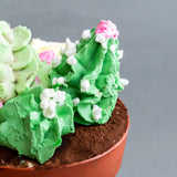 Classic Tiramisu Flower Pot - Tiramisu - Justine's Cakes & Kueh - - Eat Cake Today - Birthday Cake Delivery - KL/PJ/Malaysia