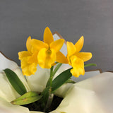 CNY Cattleya Orchids & Gift Set - Orchids - Luxe Florist - - Eat Cake Today - Birthday Cake Delivery - KL/PJ/Malaysia