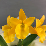 CNY Cattleya Orchids & Gift Set - Orchids - Luxe Florist - - Eat Cake Today - Birthday Cake Delivery - KL/PJ/Malaysia