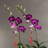 CNY Dendrobium Orchids Gift Set - Orchids - Luxe Florist - - Eat Cake Today - Birthday Cake Delivery - KL/PJ/Malaysia