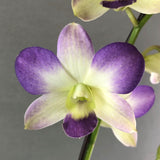 CNY Dendrobium Orchids - Orchids - Luxe Florist - 1 Stalk - Eat Cake Today - Birthday Cake Delivery - KL/PJ/Malaysia
