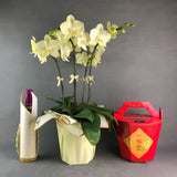 CNY Phalaenopsis Orchids Gift Set - Orchids - Luxe Florist - - Eat Cake Today - Birthday Cake Delivery - KL/PJ/Malaysia