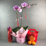 CNY Phalaenopsis Orchids Gift Set - Orchids - Luxe Florist - - Eat Cake Today - Birthday Cake Delivery - KL/PJ/Malaysia