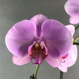 CNY Phalaenopsis Orchids Gift Set - Orchids - Luxe Florist - Pink - Eat Cake Today - Birthday Cake Delivery - KL/PJ/Malaysia