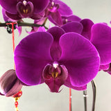 CNY Phalaenopsis Orchids - Orchids - Luxe Florist - 1 Stalk - Eat Cake Today - Birthday Cake Delivery - KL/PJ/Malaysia