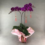 CNY Phalaenopsis Orchids - Orchids - Luxe Florist - - Eat Cake Today - Birthday Cake Delivery - KL/PJ/Malaysia