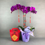 CNY Taiwan Phalaenopsis Orchids Gift Set - Orchids - Luxe Florist - - Eat Cake Today - Birthday Cake Delivery - KL/PJ/Malaysia