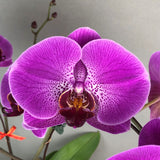 CNY Taiwan Phalaenopsis Orchids - Orchids - Luxe Florist - 1 Stalk - Eat Cake Today - Birthday Cake Delivery - KL/PJ/Malaysia