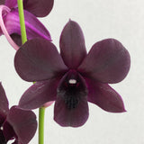 Dark Purple Dendrobium Orchids - Orchids - Luxe Florist - - Eat Cake Today - Birthday Cake Delivery - KL/PJ/Malaysia
